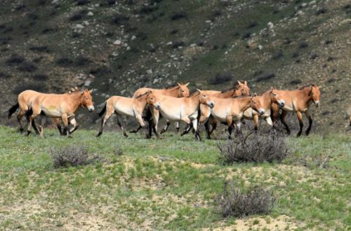 khustai national park